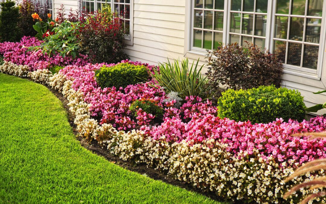 A vibrant front yard landscaping featuring rows of pink and white flowering plants, green hedges, and shrubs bordering a lush green lawn, set against a house with large windows.